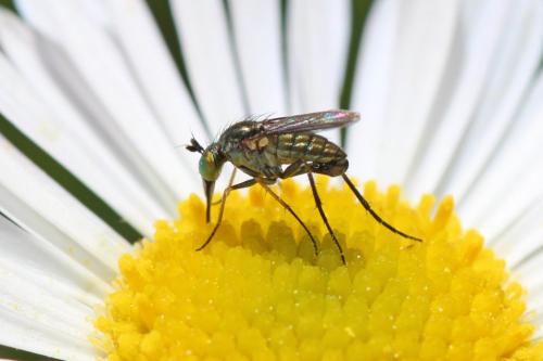 Ortochile nigrocoerulea